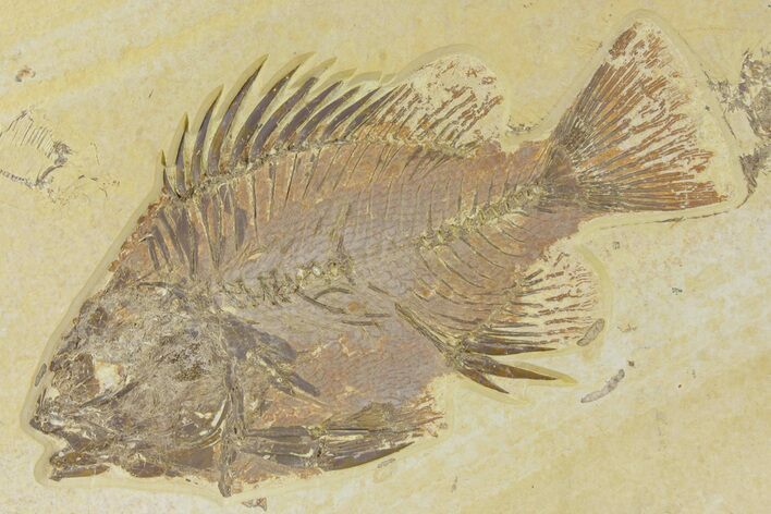 Detailed Fossil Fish (Priscacara) - Wyoming #356738